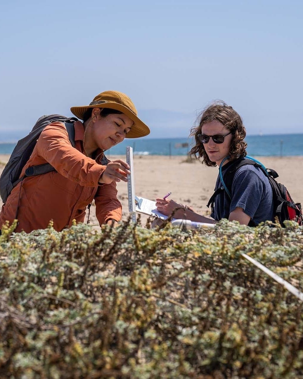 Two surveyors measuring dune vegetation on a beach and recording the results