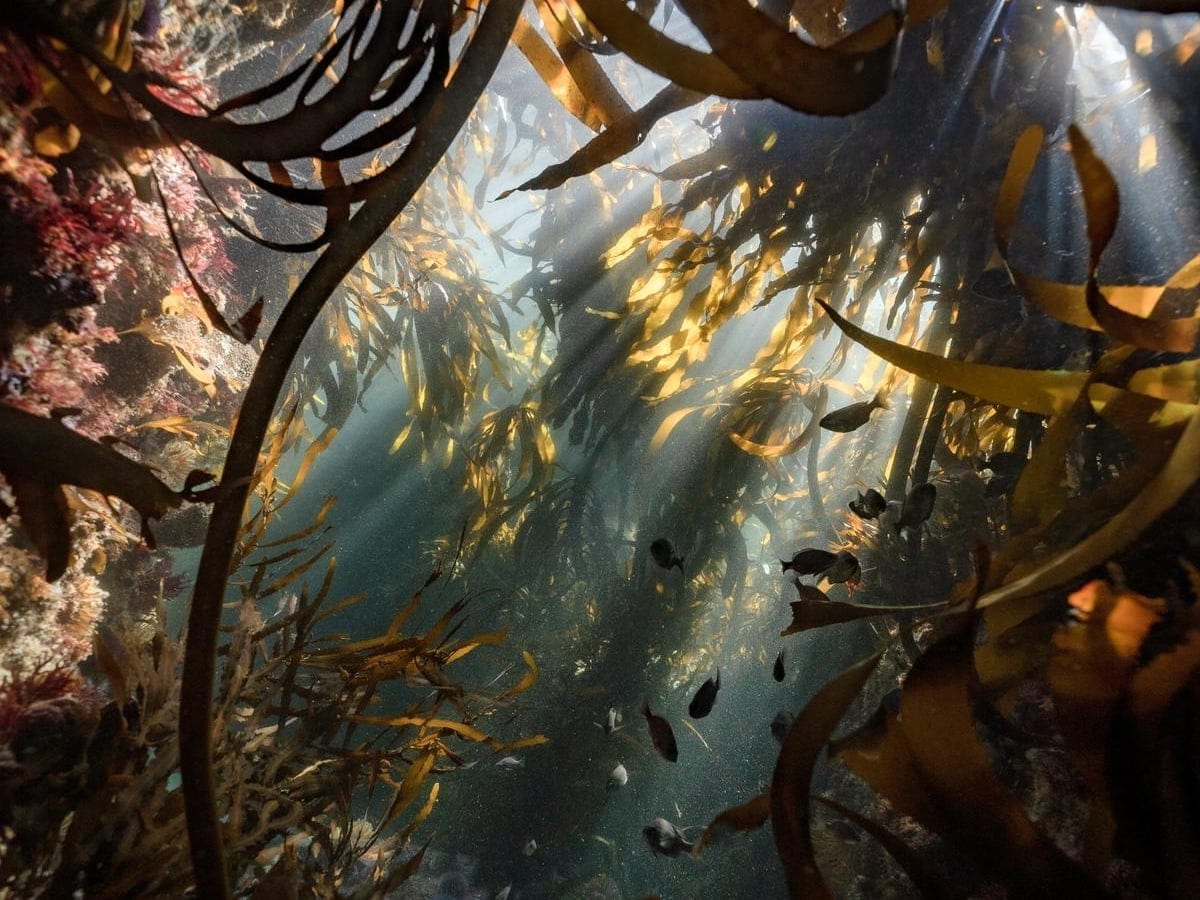 Sunlight filtering through a kelp forest with fish moving between the fronds