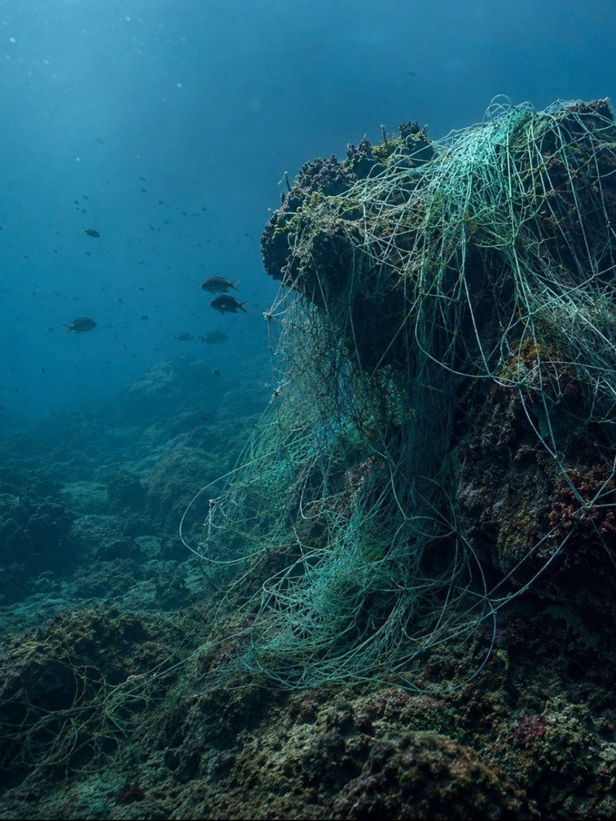A discarded fishing net draped over a reef underwater, with fish swimming past.